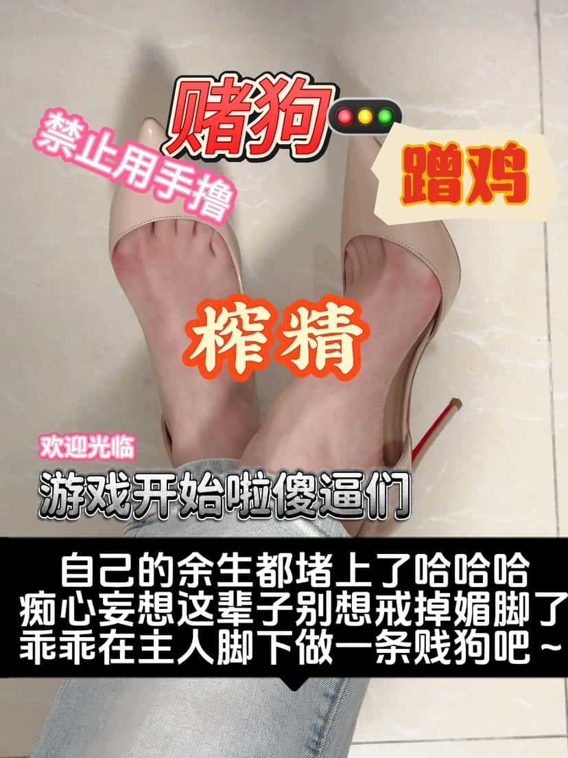 酒鸽 – 赌狗红绿灯